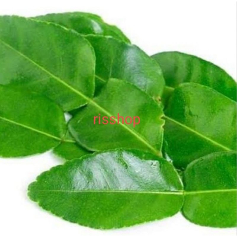 Daun Jeruk Purut Fresh Per Pack