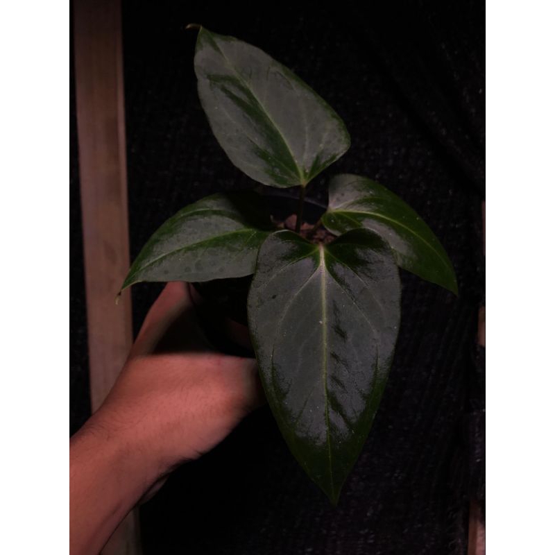 anthurium