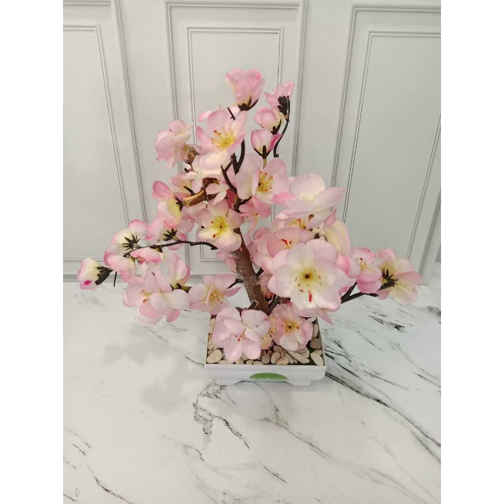 Bonsai Bunga Sakura