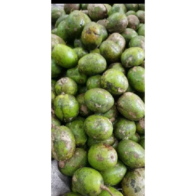 bibit indukan kedondong berbuah