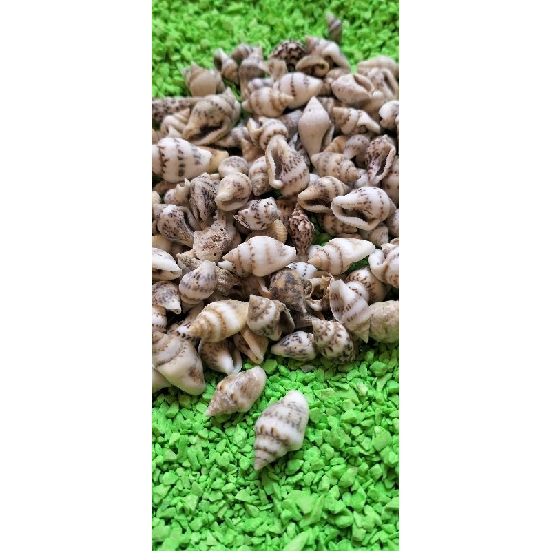 Kerang Lorek  (25 gram)