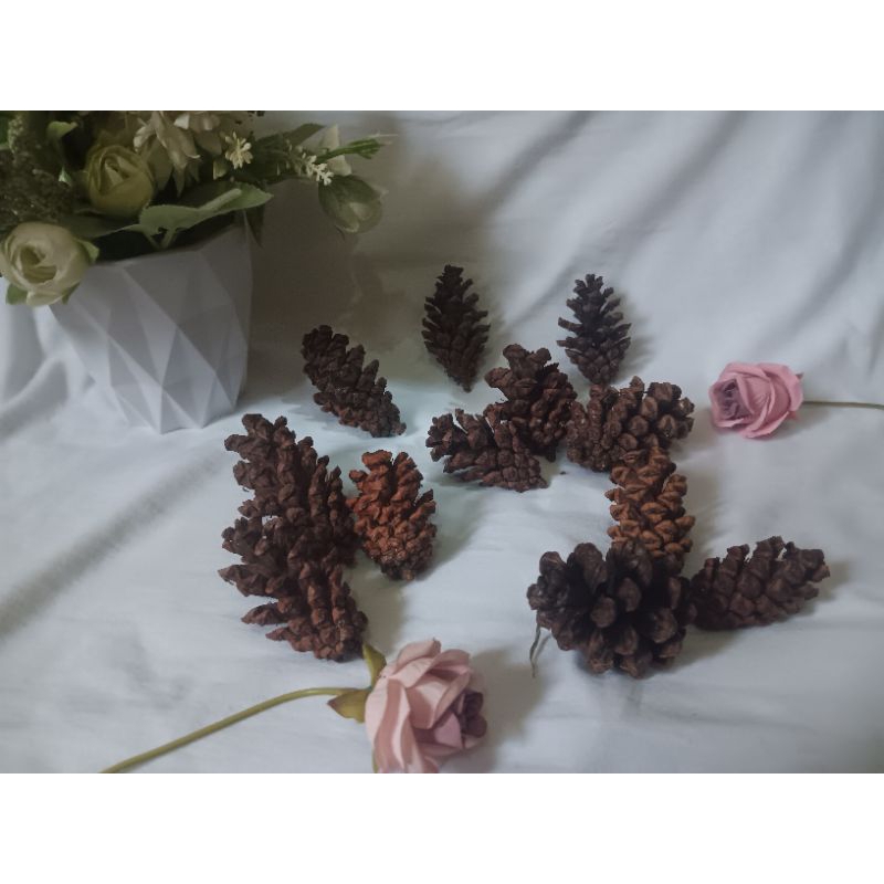Bunga pinus kering