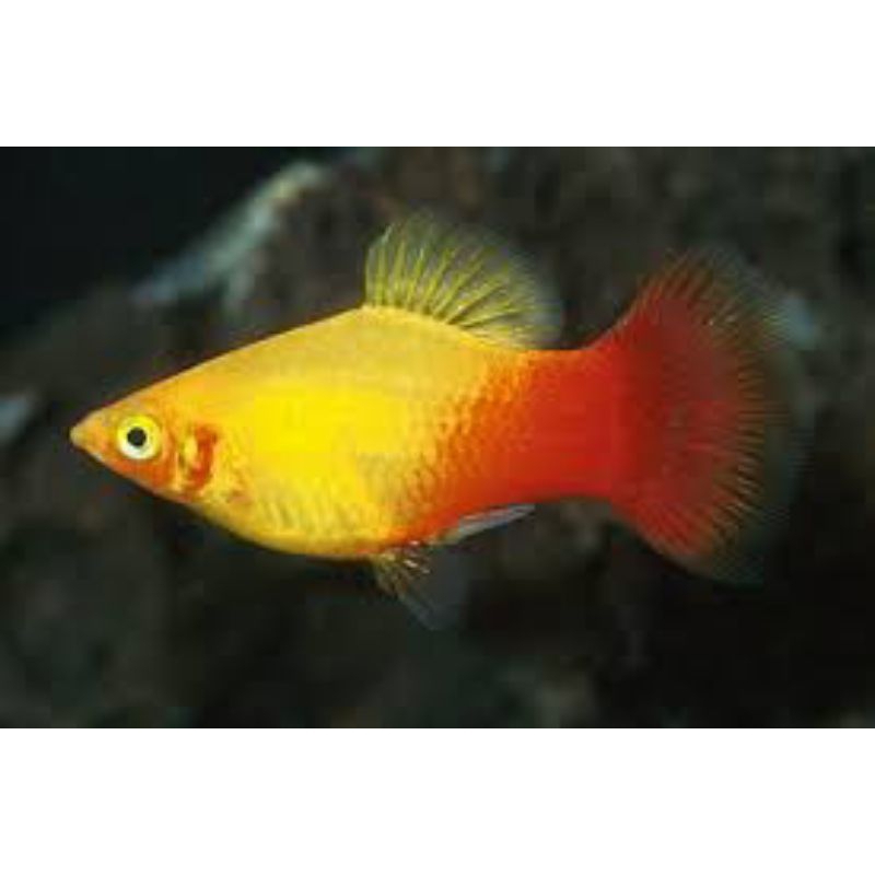 Bok platy sunrise