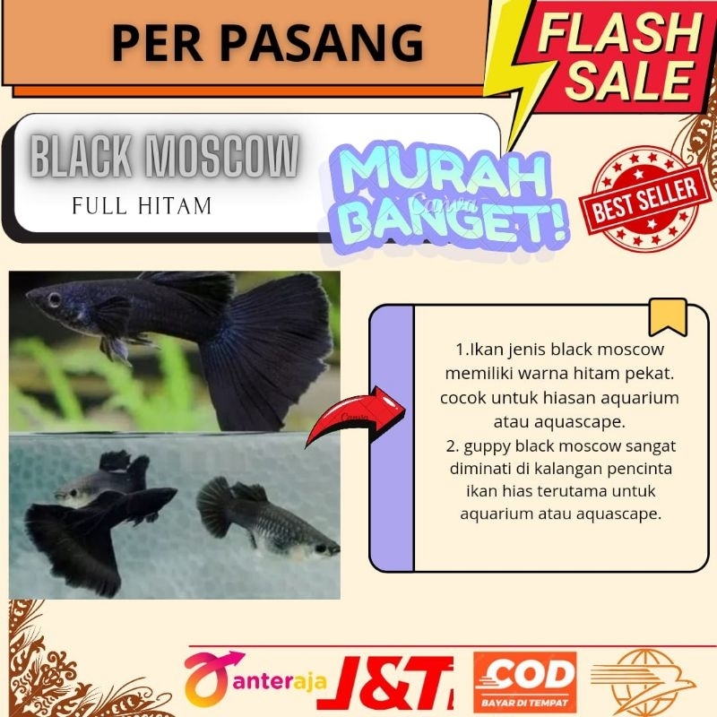 black moskow pasangan