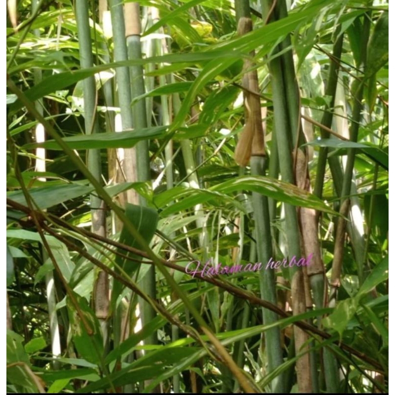 Bambu leka Tamiang bahan seruling