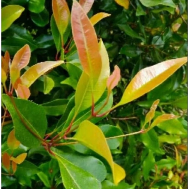 daun cengkeh segar 200gram