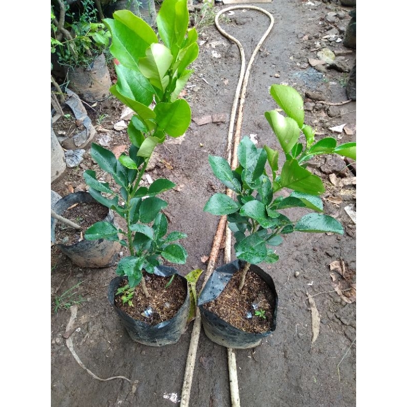 Bibit jeruk Red pamelo