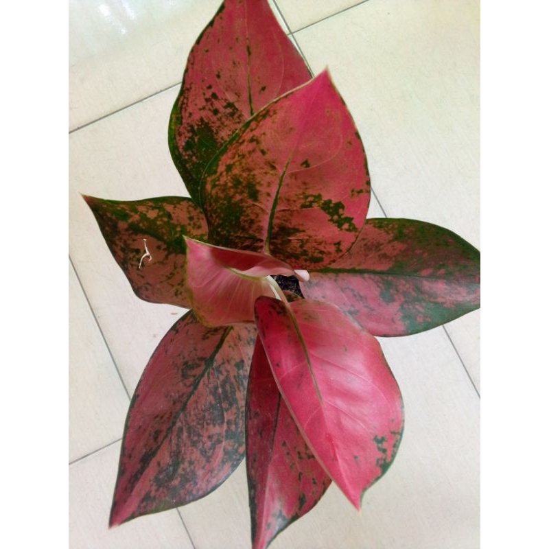 ag kocin red diamond