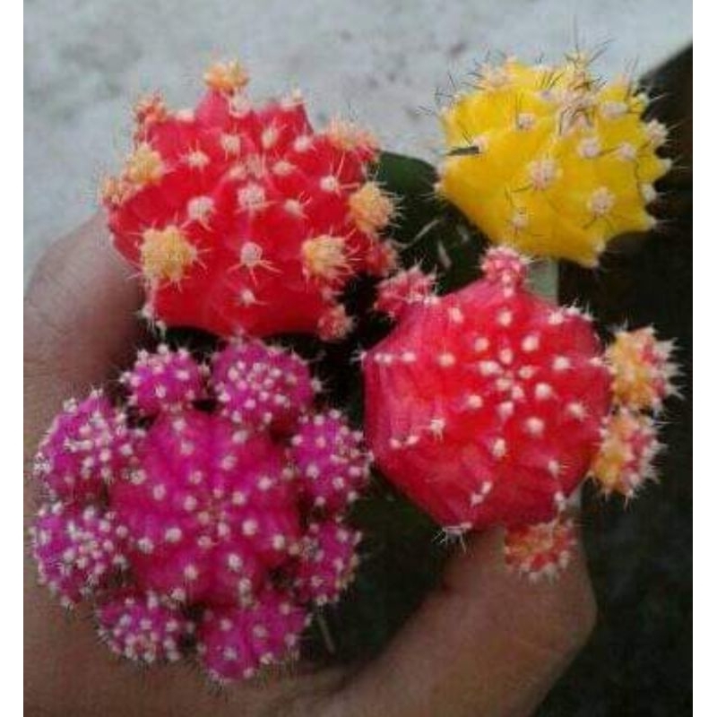 nota live 75k