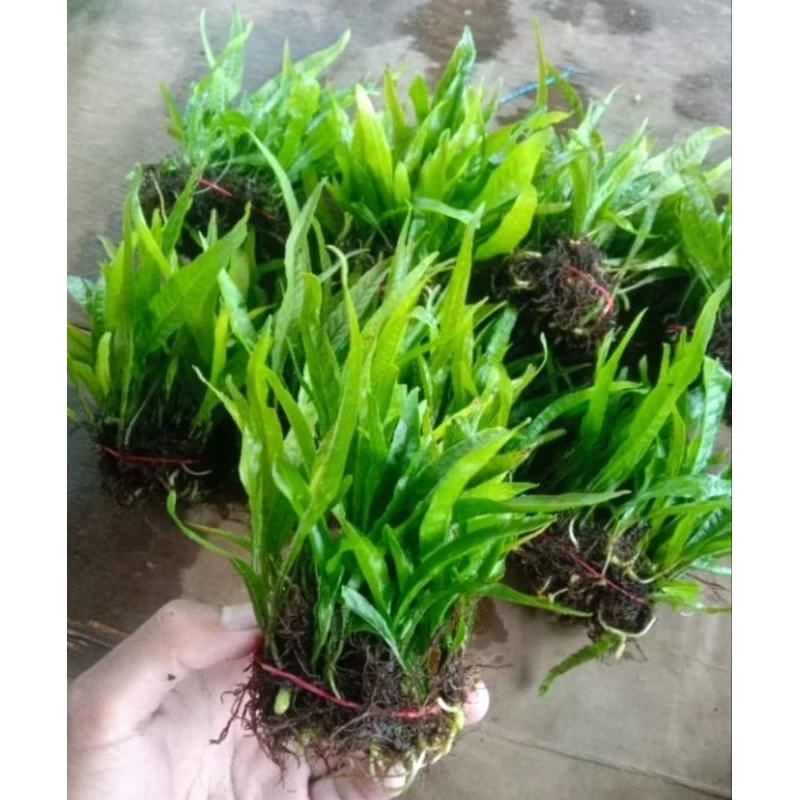 Kadaka Mini Tanaman Aquascape