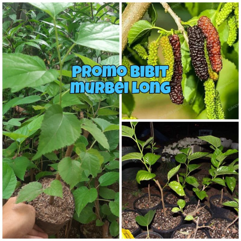 PROMO BIBIT MURBEI LONG CEPAT BERBUAH