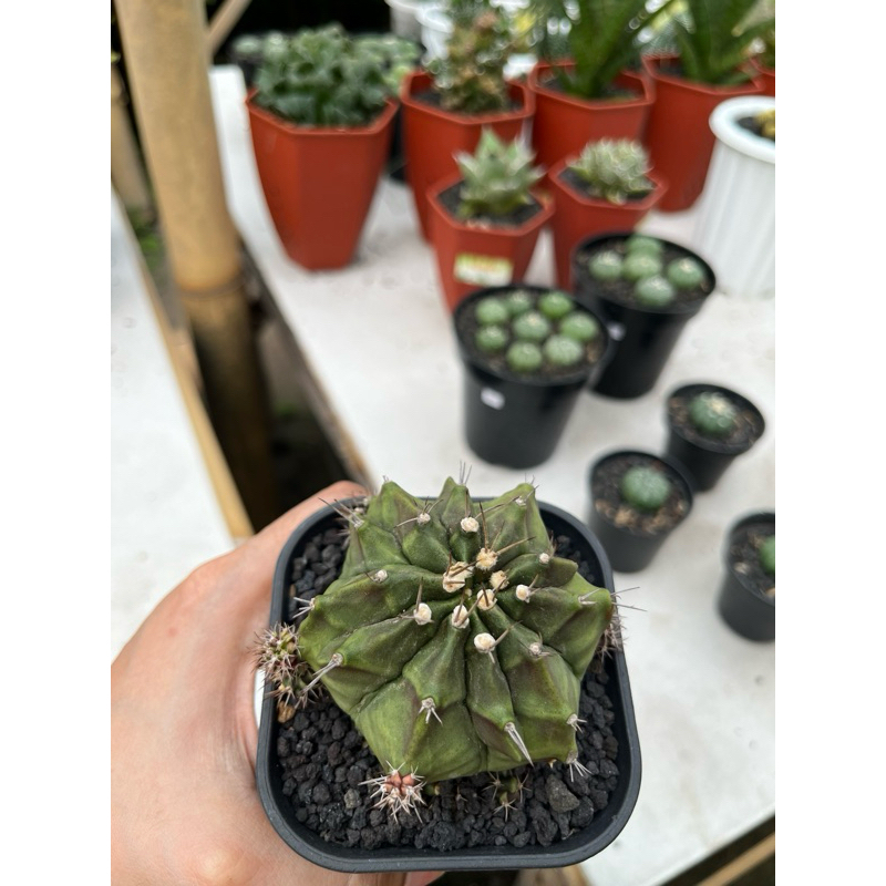 Gymnocalycium