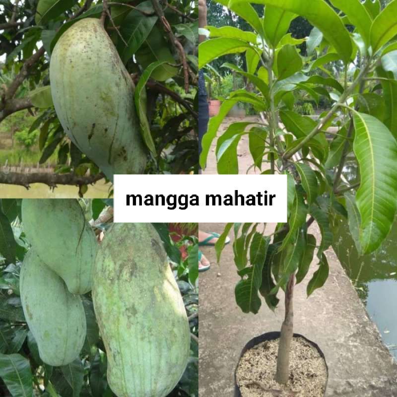 bibit mangga mahatir