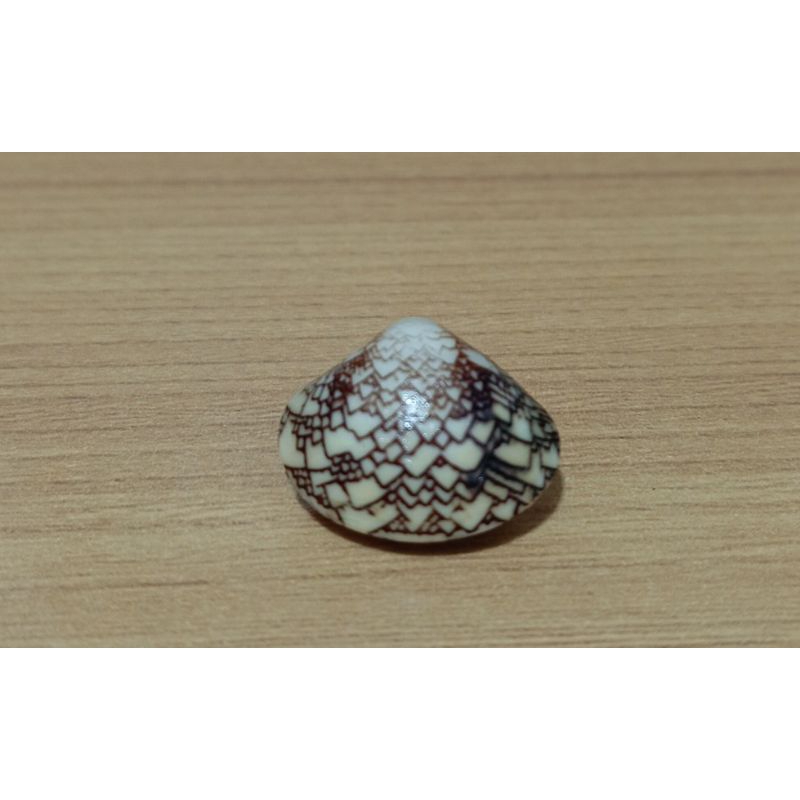 cangkang kerang Lioconcha