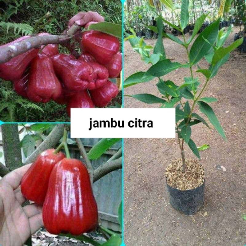 bibit jambu air citra