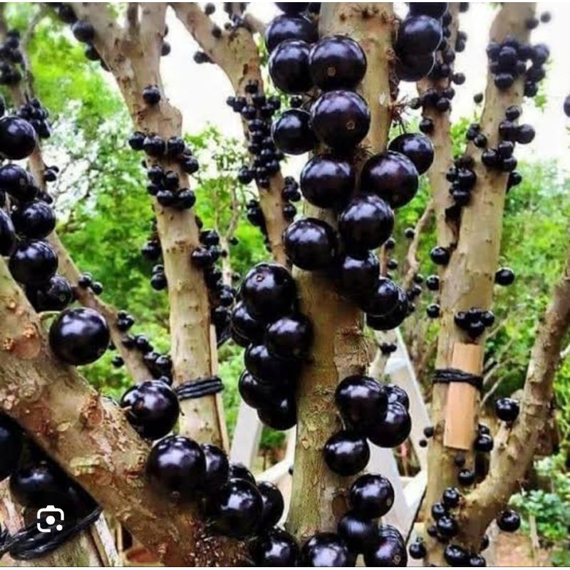 BIBIT ANGGUR BRAZIL PRECO