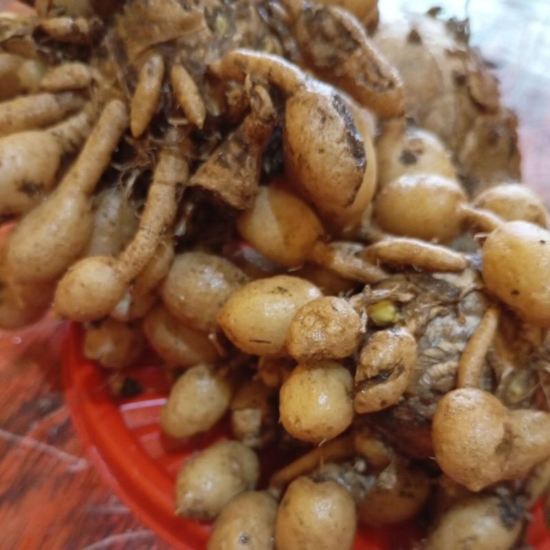 Temu Pepet 1kg