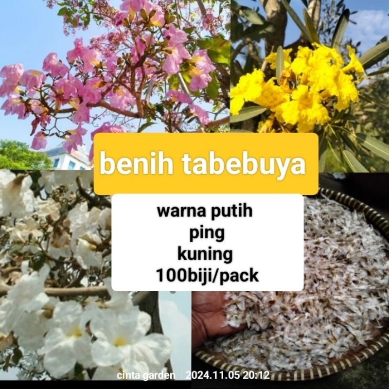 benih bunga tabebuya ready 3warna