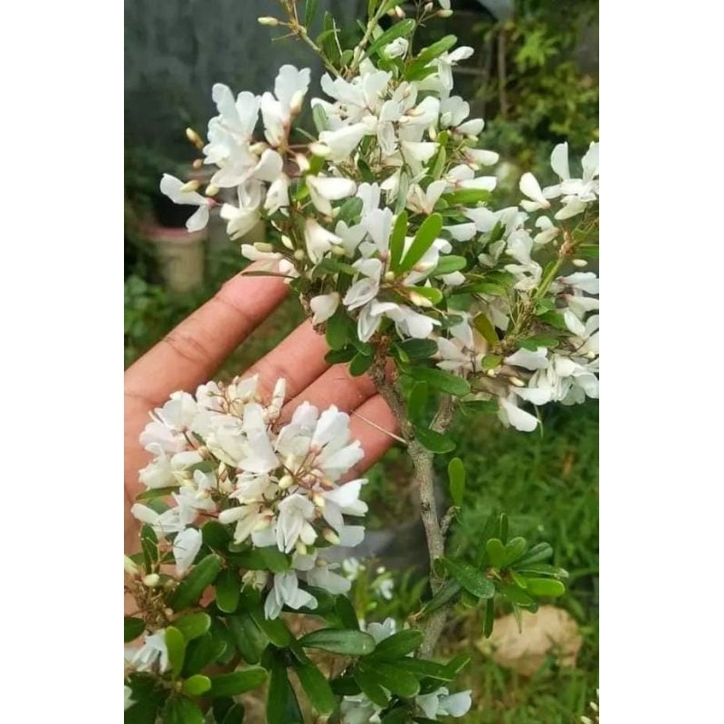 Bahan bonsai saengsimbur bunga putih