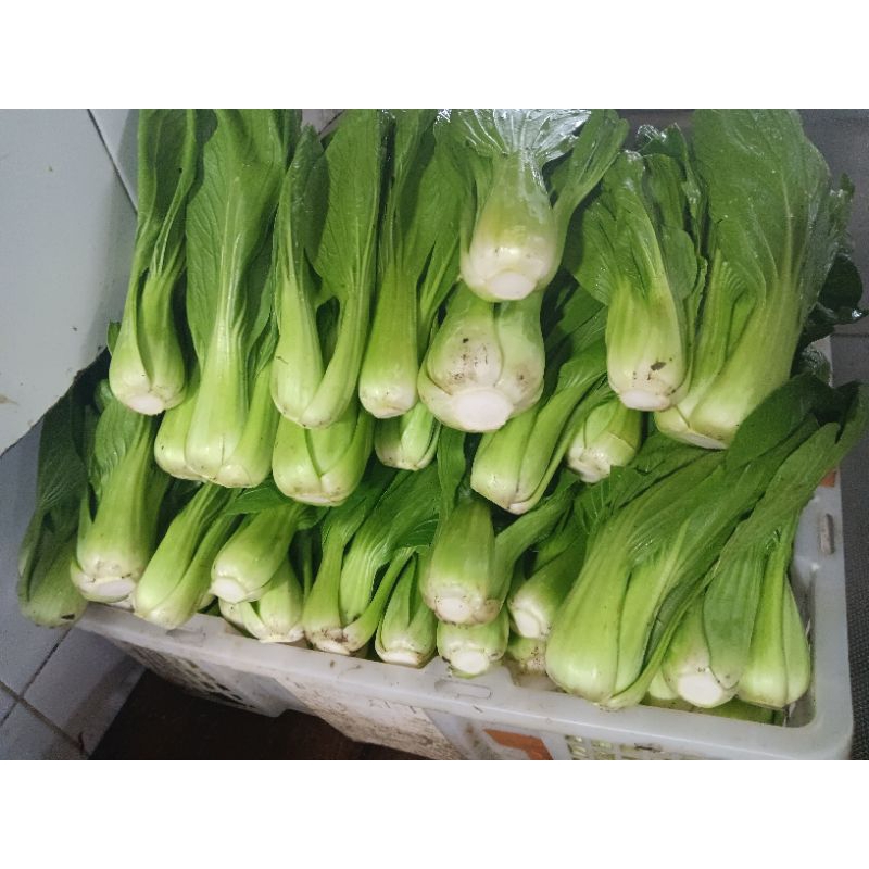 pakcoy / sawi sendok 500gr