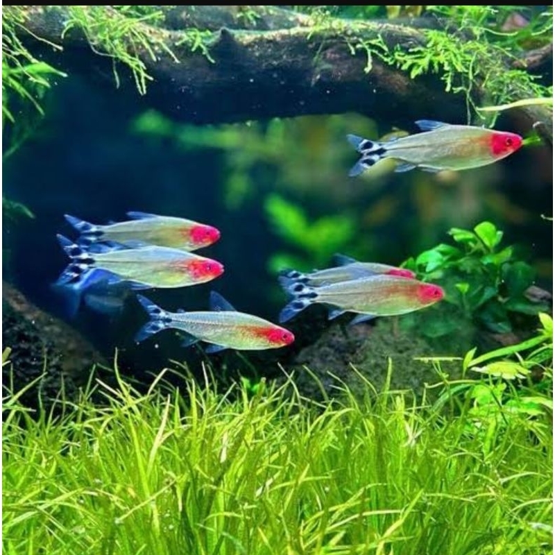 Aksesoris. rednus tetra