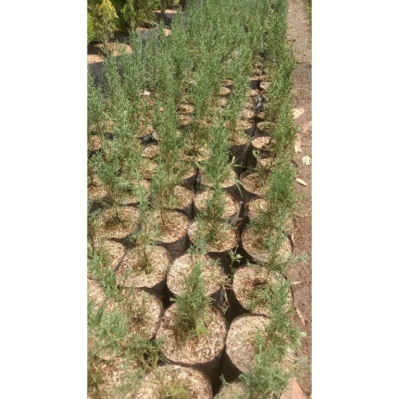bibit cemara lilin -+30 cm