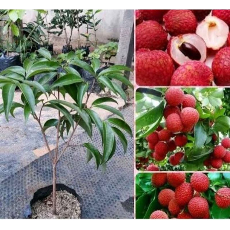bibit leci merah