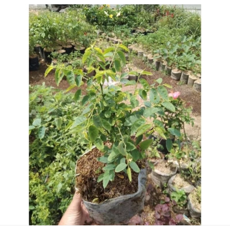 bibit pohon katuk / daun katuk