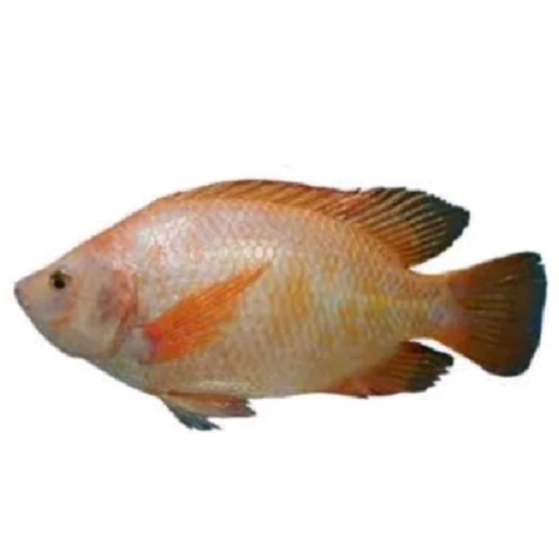 Ikan Nila Segar