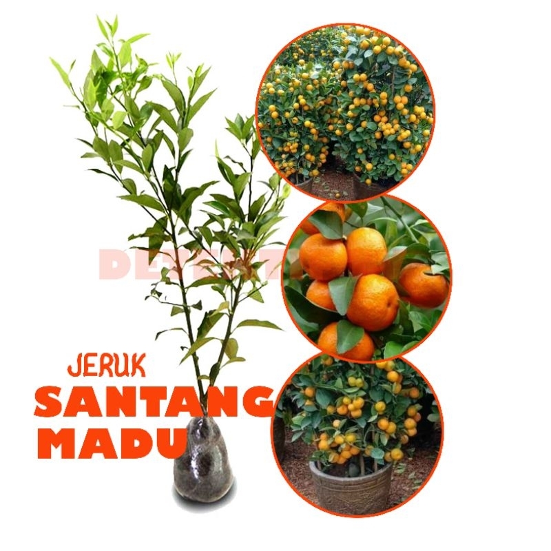 Bibit Pohon Jeruk