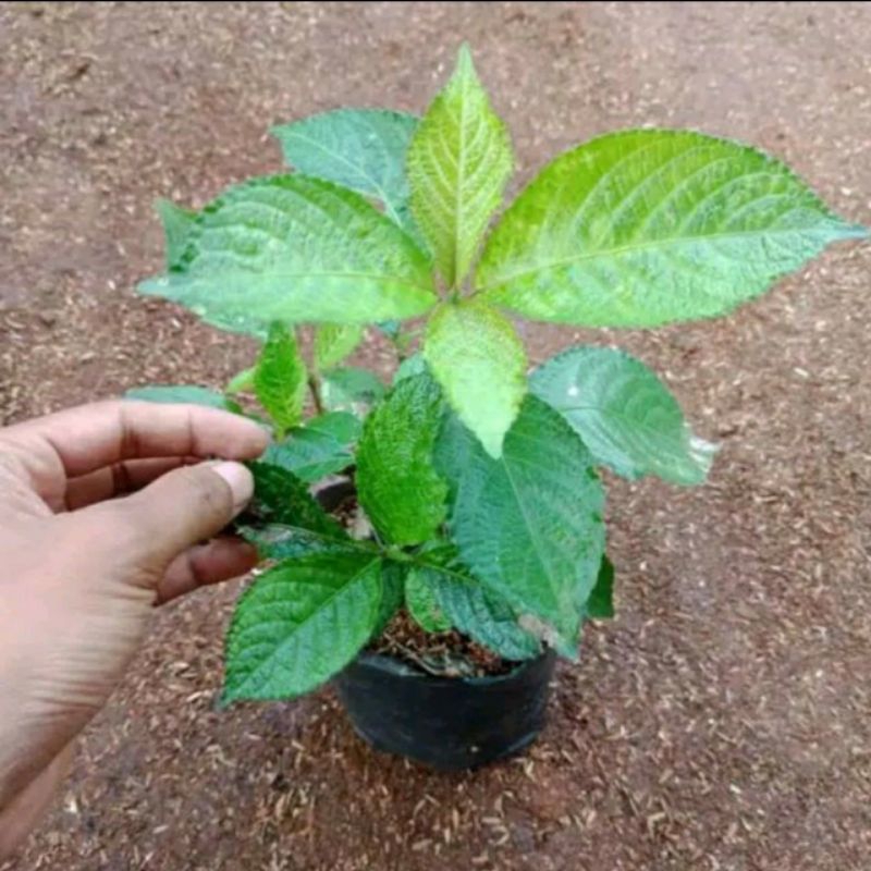 daun keji beling