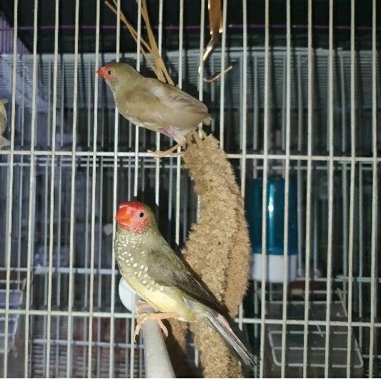 Star Finch Australia