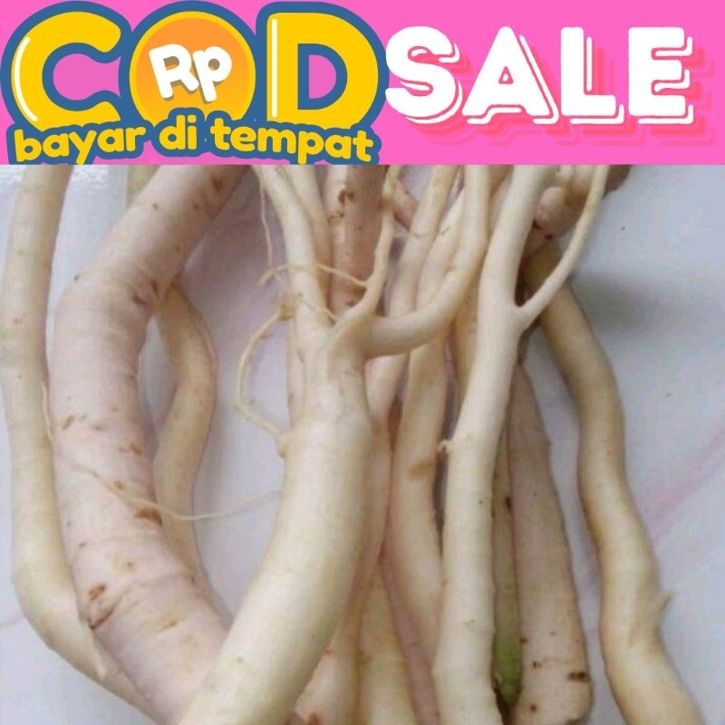 akar pepaya segar 500 gram
