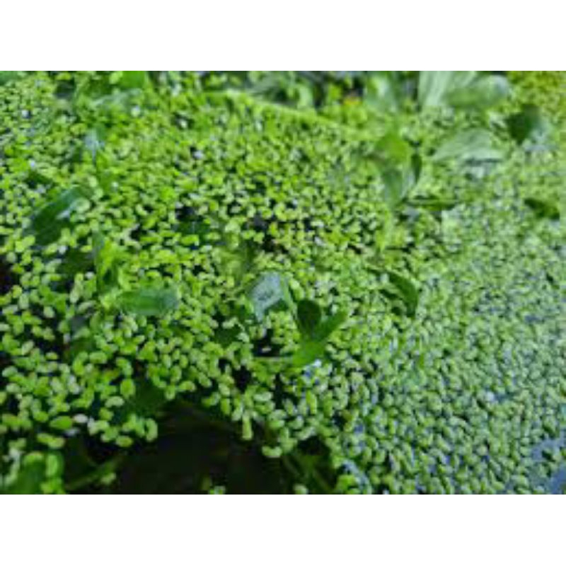 LEMNA MINOR/MATA LELE TERMURAH