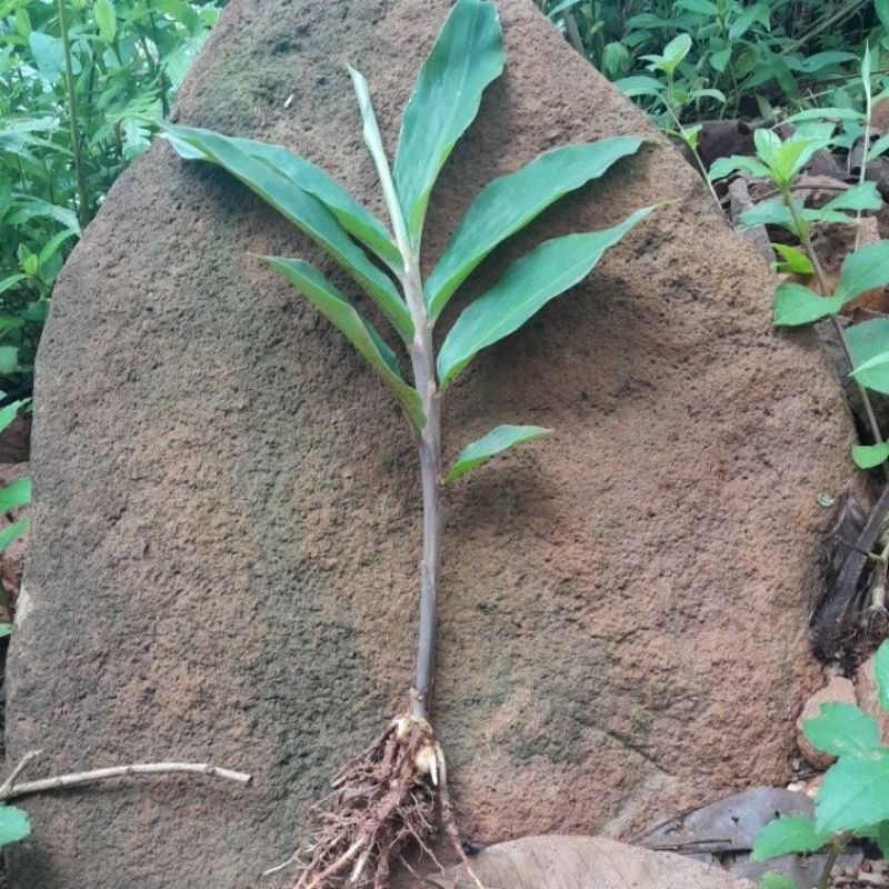 lampuyang 1 pohon bibit