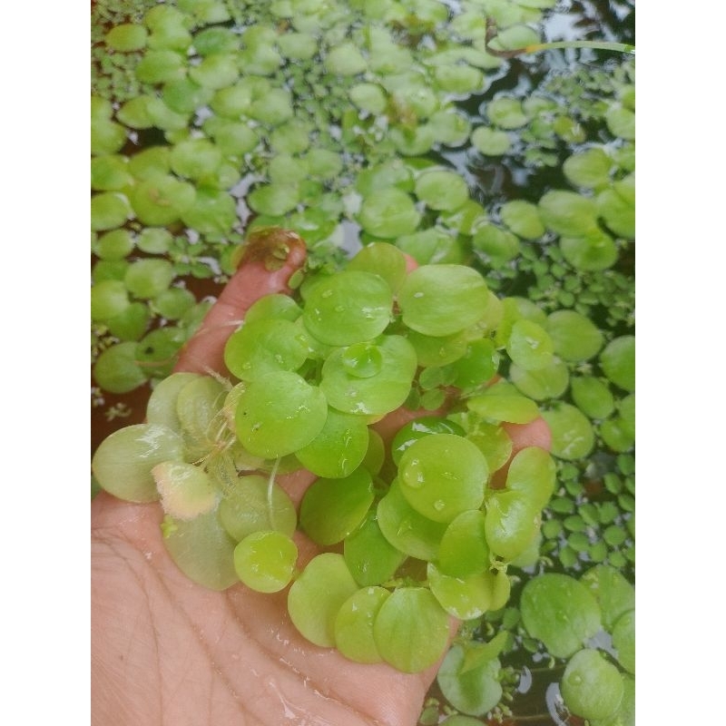 Amazon Frogbit (dijual per bungkus)