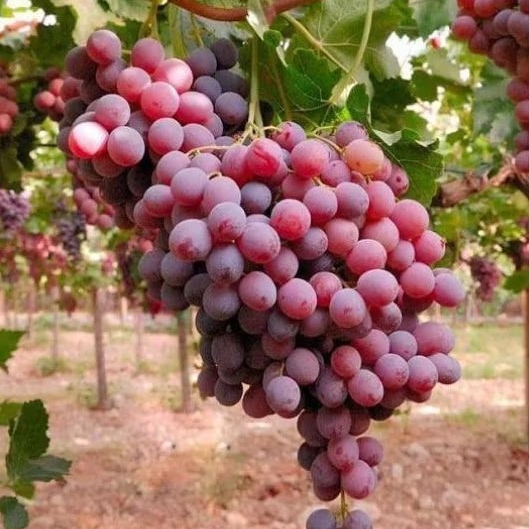 Bibit Anggur Jupiter Bergaransi Valid 100%