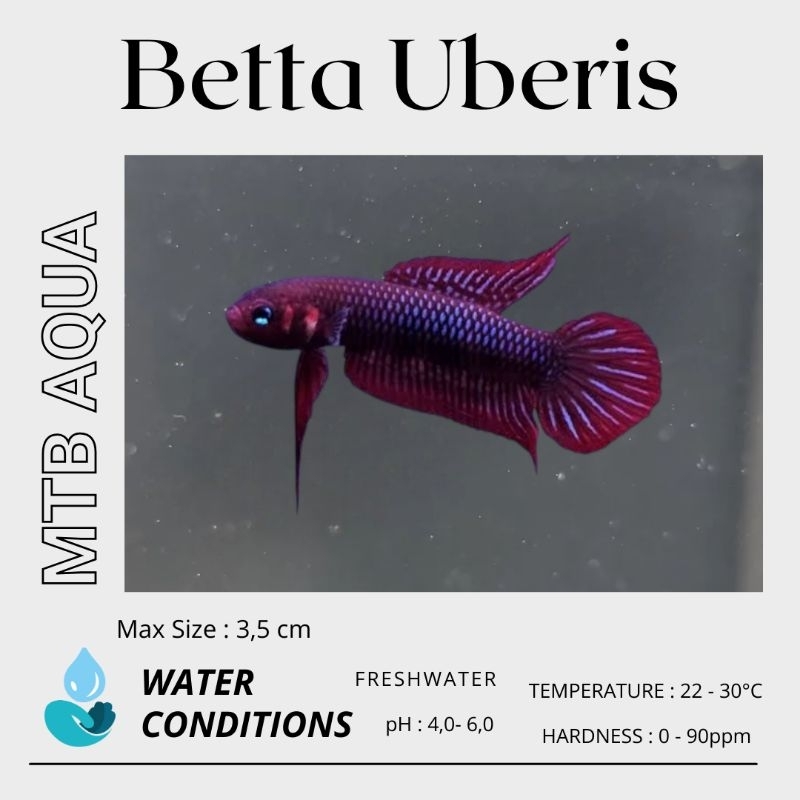Betta Uberis Sepasang