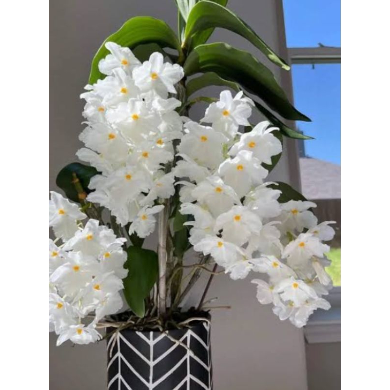 den. farmery alba