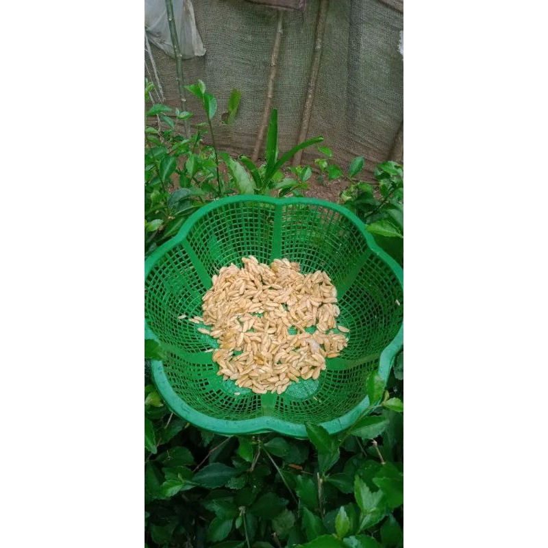 Biji Jeruk Purut