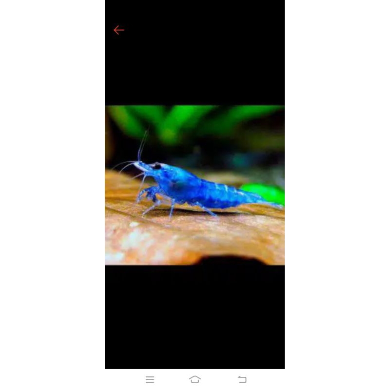 aksesoris akuarium blue diamone induk pull