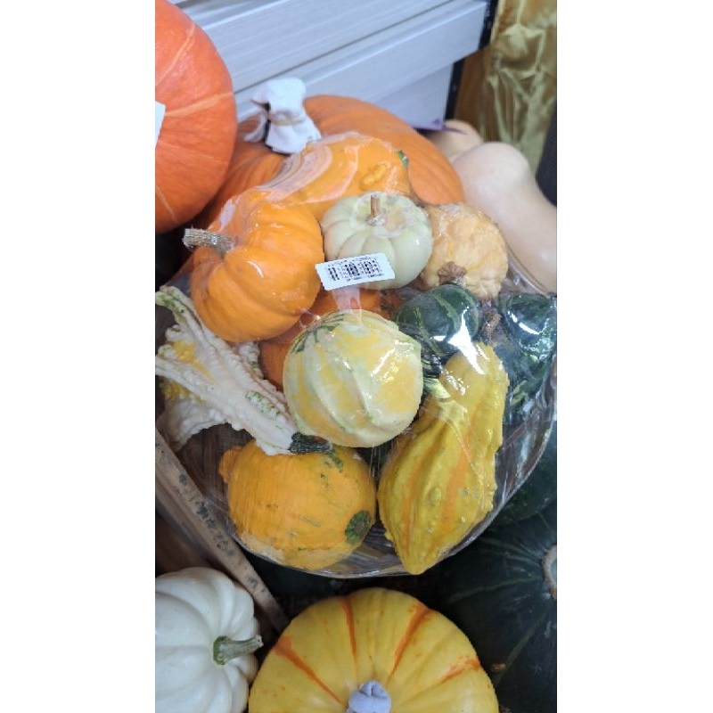 Labu Pumpkin Halloween Variasi