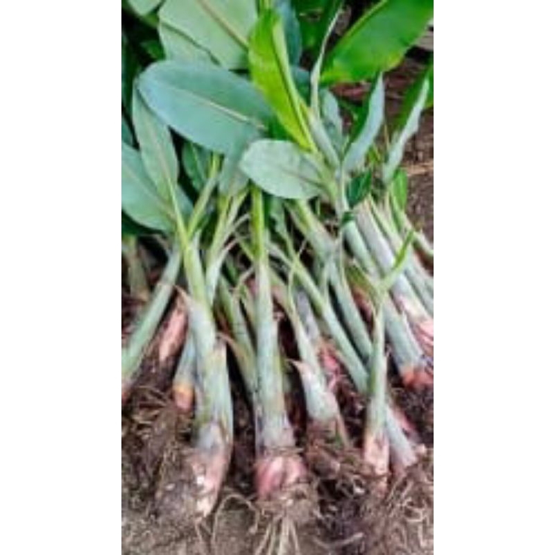 bibit pisang kepok