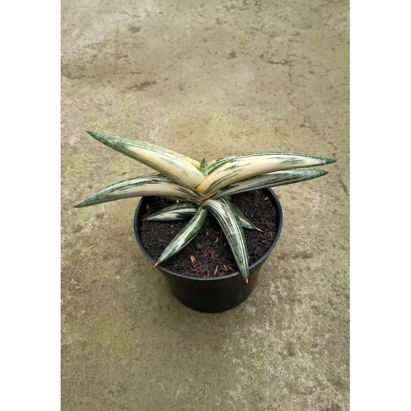 Sansevieria blueclone var pot 12cm