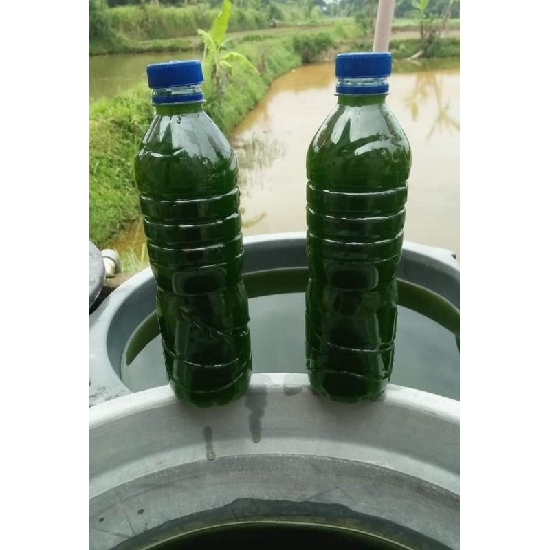 STARTER CHLORELA/GREEN WATER,,isi 600ml/botol