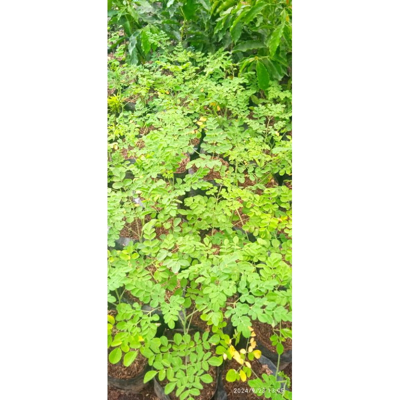 bibit pohon kelor