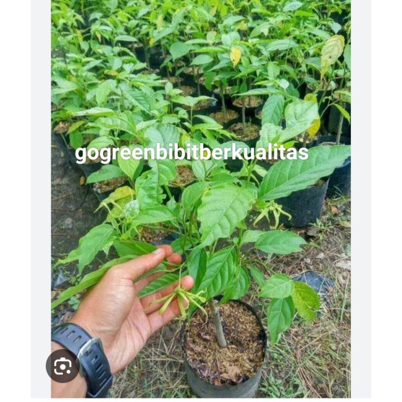 Bibit bunga kenanga berbunga
