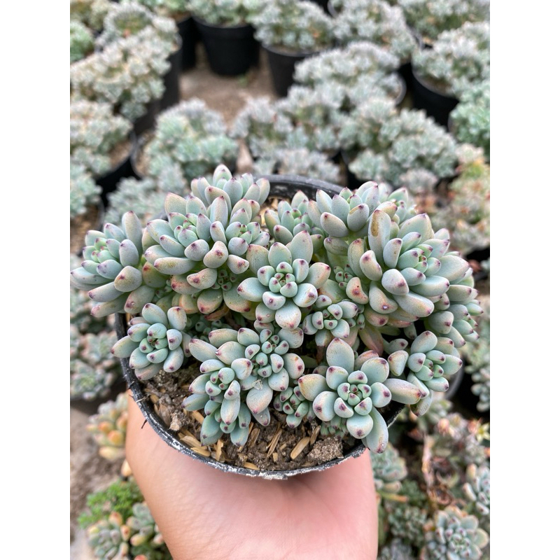 Sedum Hernandesi Blue