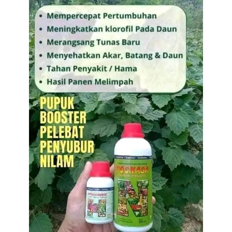PAKET NILAM TERBAIK