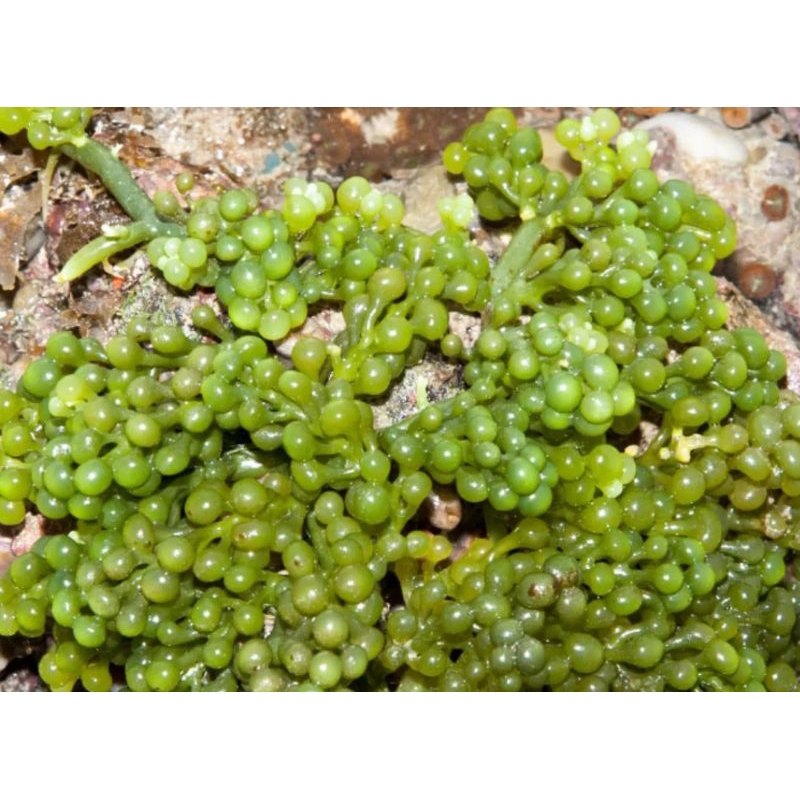 Macro alga refugium Angguran